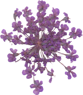 Pressed and Dried Flower