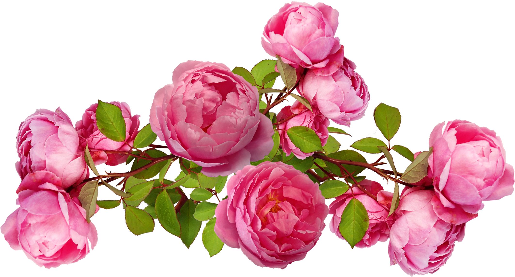 Illustration of Flowers