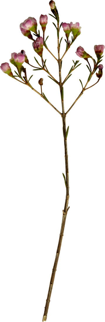 Dried Pressed Real Flower Small Pink Blossom Cutout