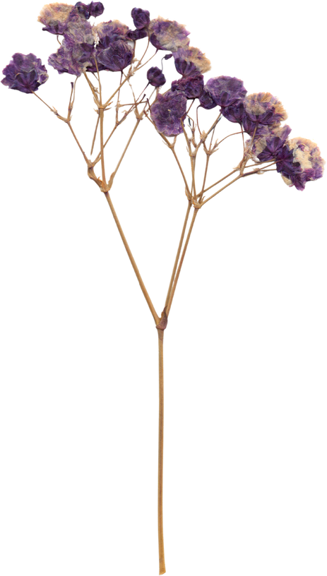 Pressed and Dried Flower