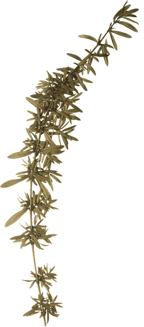 Hand Pressed Flora