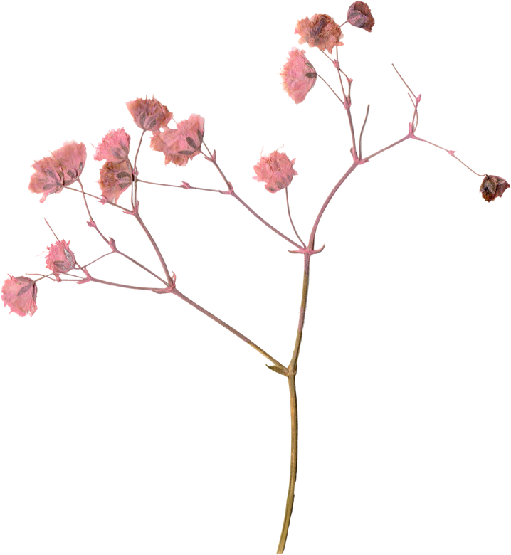 Pressed and Dried Flower