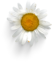 Isolated Cutout PNG