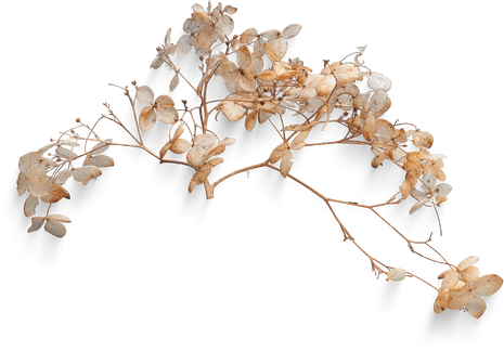 Isolated Cutout PNG