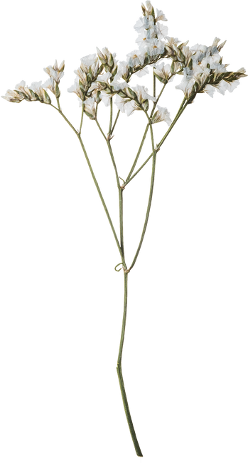 Hand Pressed Flora