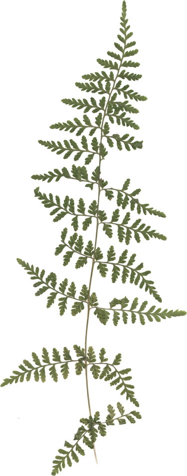 Fern Branch Illustration