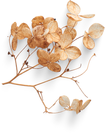 Isolated Cutout PNG