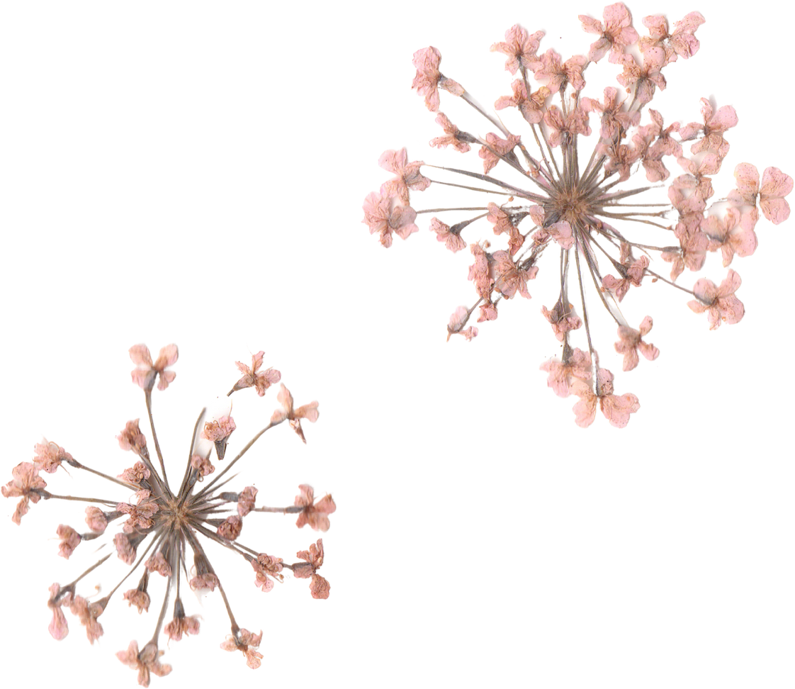 Pressed and Dried Flower