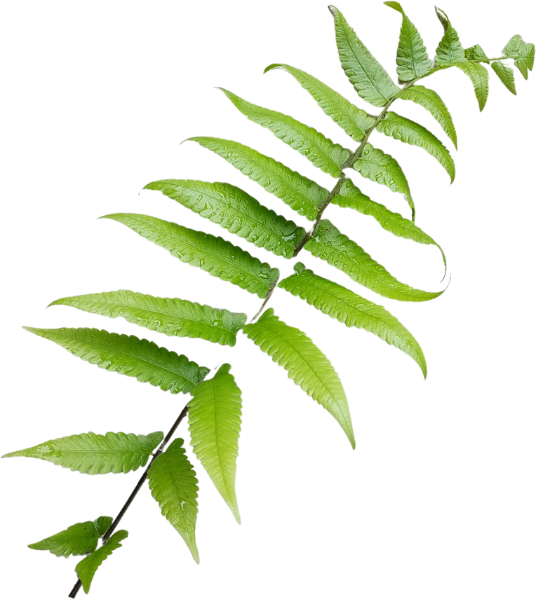 Real leaves