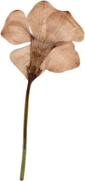 Dry Vinca Flower 