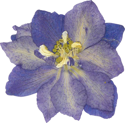 Pressed delphinium flower