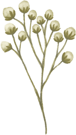 Cotton Flowers Vintage