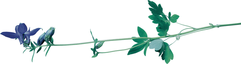 Blue Green Real Flower Cutout